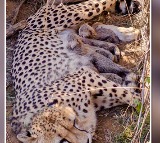 Jwala Cheetah Delivers Five Cubs at Kuno National Park India