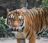 Tiger Fear Grips Kakinada Polavaram Districts