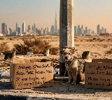 Dubai Expats Abandon Pets Amid Middle East Conflict