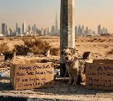 Dubai Expats Abandon Pets Amid Middle East Conflict