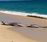 Oarfish Sighting in Mexico Sparks Earthquake Fears