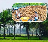 Iran War impacts Coconut Farmers in South India