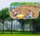 Iran War impacts Coconut Farmers in South India