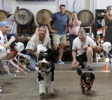 US pet market hits record levels, but faces rising costs, regulatory challenges