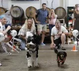 US pet market hits record levels, but faces rising costs, regulatory challenges