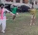 Vijay Deverakonda Rashmika Dance Video Viral at Brothers Movie Promotion