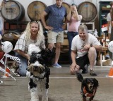 US Pet Industry Facing Challenges for Small Businesses