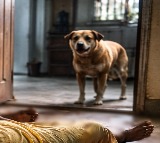 Bedridden 84-year-old woman killed in stray dog attack in Kerala