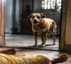 Bedridden 84-year-old woman killed in stray dog attack in Kerala