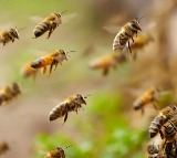 Sangareddy Bee Attack Leaves 15 Injured One Critical