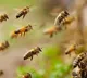 Sangareddy Bee Attack Leaves 15 Injured One Critical
