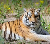 Annavaram Tiger creates panic near famous Annavaram temple