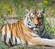 Annavaram Tiger creates panic near famous Annavaram temple