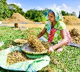 India’s basmati rice exports likely to remain steady despite Middle East conflict