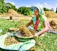India’s basmati rice exports likely to remain steady despite Middle East conflict