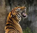Tiger Roaming in Kakinada District Challenges Forest Officials