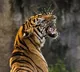 Tiger Roaming in Kakinada District Challenges Forest Officials