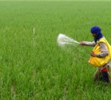 Transfer to farmers under PM-KISAN scheme shoots past Rs 4.27 lakh crore