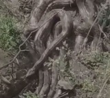 Giant Python Cluster Spotted in Himachals Kangra Video Sparks Panic