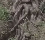 Giant Python Cluster Spotted in Himachals Kangra Video Sparks Panic