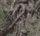 Giant Python Cluster Spotted in Himachals Kangra Video Sparks Panic