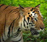 Polavaram Tiger Enters Polavaram District from Kakinada