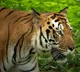 Polavaram Tiger Enters Polavaram District from Kakinada