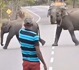 Elephant Herds Touching Display of Gratitude Goes Viral