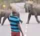 Elephant Herds Touching Display of Gratitude Goes Viral