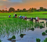 Village Agriculture Assistants Transfers Approved Following High Court Order