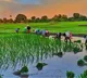 Village Agriculture Assistants Transfers Approved Following High Court Order