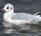 Franklin Ziggler Jailed for Killing Seagull Over French Fries