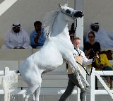 Qatar Racing and Equestrian Club moves 147 horses to Europe due to war fears