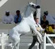 Qatar Racing and Equestrian Club moves 147 horses to Europe due to war fears