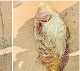 West Godavari Fishermen Strike Gold with Rare Golden Fish