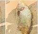 West Godavari Fishermen Strike Gold with Rare Golden Fish