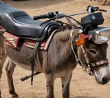 Prakash Raj Viral Donkey Bike Photo Sparks Debate