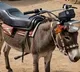 Prakash Raj Viral Donkey Bike Photo Sparks Debate