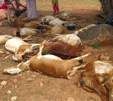 Obulapathi Loses 20 Sheep to Poisoning in Kalyandurgam
