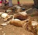 Obulapathi Loses 20 Sheep to Poisoning in Kalyandurgam