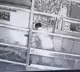 'Psycho' thief targets women’s innerwear in Karnataka's Gangavathi; police launch manhunt