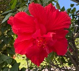 Chinmay Gowda Infant Dies After Eating Hibiscus Flower in Karnataka