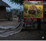 Infant Killed by Leopard in Maharashtra Jalgaon District