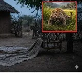 Infant Killed by Leopard in Maharashtra Jalgaon District