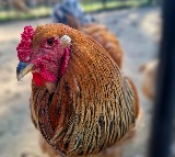 Telangana Chicken Shops to Shut Down Indefinitely From Tomorrow