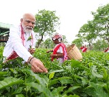 Narendra Modi Plucks Tea Leaves Takes Selfies with Workers