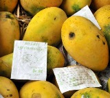 Adulterated Mangoes Racket Busted in Hyderabad