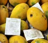 Adulterated Mangoes Racket Busted in Hyderabad