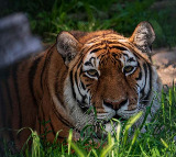 Polavaram Tiger creates panic in Devipatnam mandal