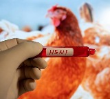 Bird flu spreads across four districts in Nepal